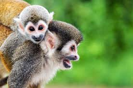 Plan a Amazonas desde Medellín con viajes de Pueblo en Pueblo