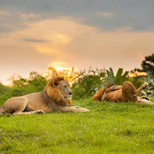 Excursion Eje Cafetero