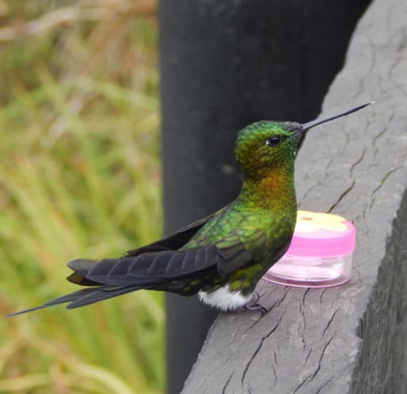 Entre frailejones, Paisajes y Colibríes
