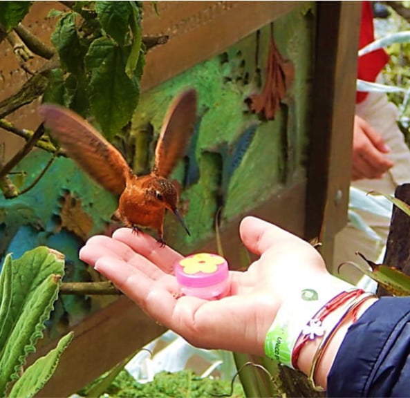 Entre frailejones, Paisajes y Colibríes