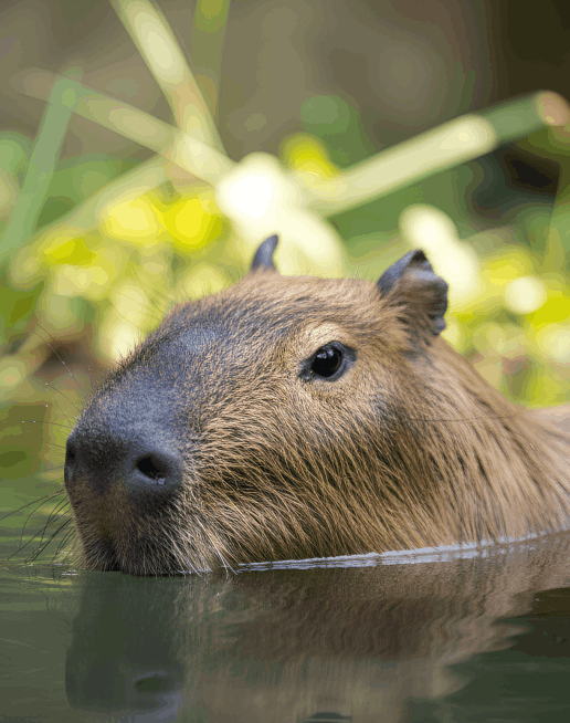 Excursion Terrestre a Los Llanos Orientales desde Medellín  con Viajes de Pueblo en Pueblo
