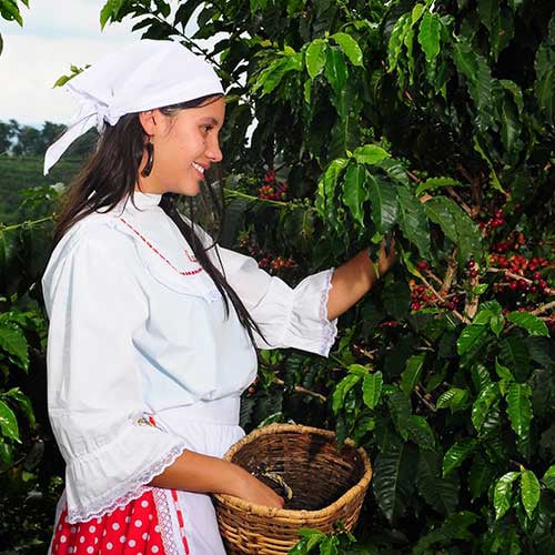 Excursion Eje Cafetero